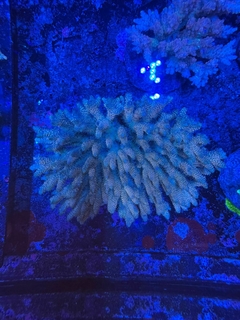 Acropora Millepora Wild - comprar online