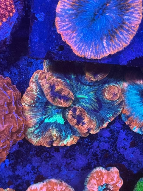 Wellsophyllia Radiata - comprar online