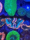 Wellsophyllia Radiata - comprar online