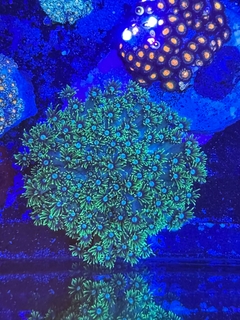 Goniopora Lobata - comprar online