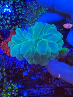Plerogyra Sinuosa - comprar online