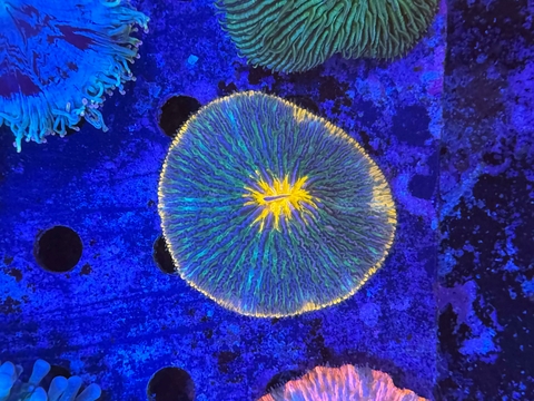 Fungia bicolor - comprar online