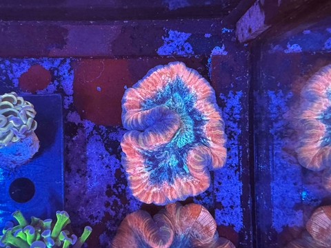 Wellsophyllia Radiata - comprar online