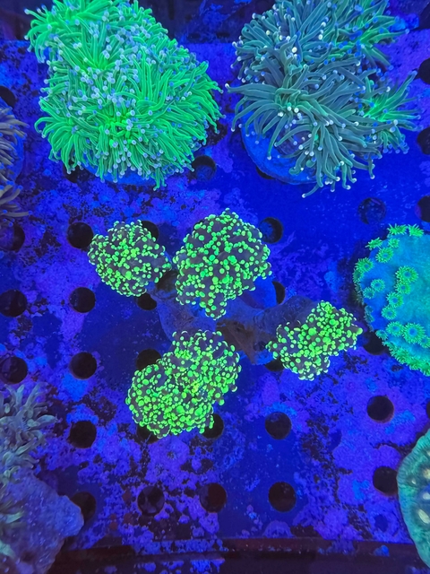 Euphyllia Yaeyamaensis green por cabeza - comprar online