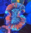 Trachyphyllia Geoffroyi - comprar online