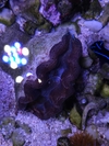Tridacna Crocea - comprar online
