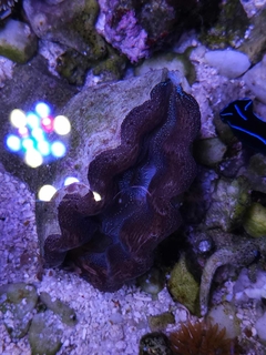 Tridacna Crocea - comprar online
