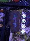Tridacna Crocea - comprar online