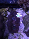 Tridacna Crocea - comprar online