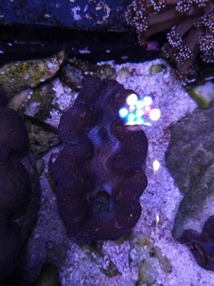 Tridacna Crocea - comprar online