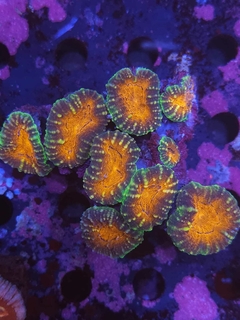 Lobophyllia - comprar online