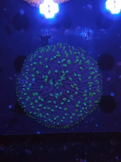 Fungia bicolor en internet