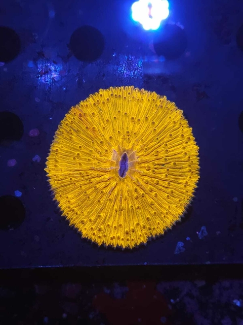 Fungia Naranja grade A - comprar online