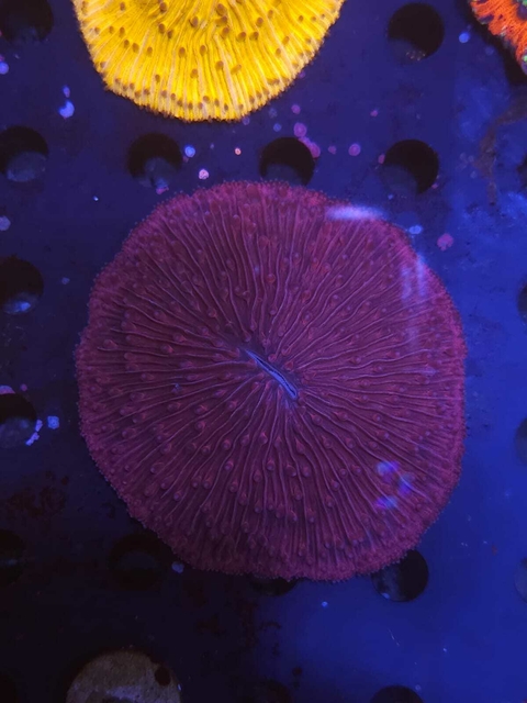 Fungia Roja - comprar online