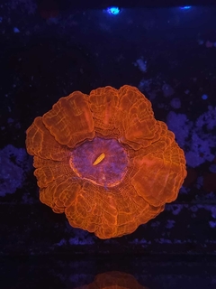 indophyllia en internet