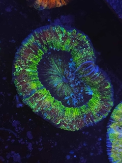 Trachyphyllia Geoffroyi en internet