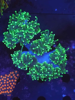 Euphyllia Torch - comprar online