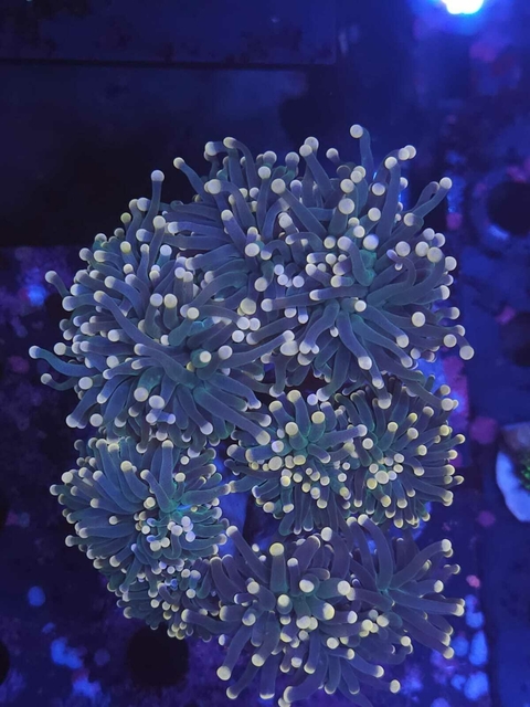 Euphyllia Torch frag - comprar online