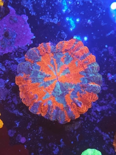 Acanthophyllia Deshayesiana - comprar online