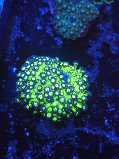 Goniopora Ultra Purple - comprar online