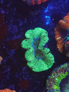 Trachyphyllia Geoffroyi - comprar online