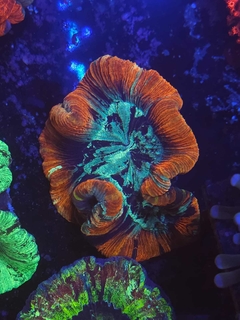 Trachyphyllia Geoffroyi - comprar online