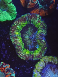 Trachyphyllia Geoffroyi - comprar online