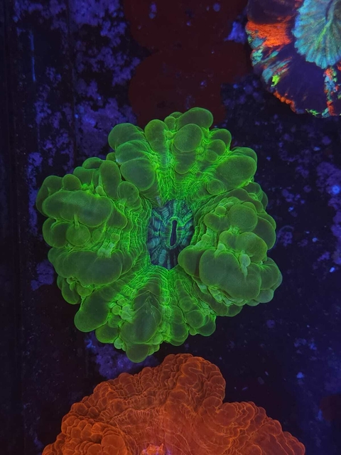 Cynarina Lacrymalis Verde - comprar online