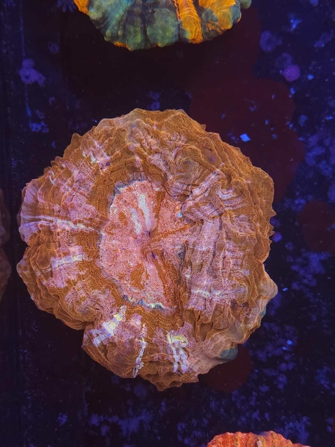 Acanthophyllia Deshayesiana - comprar online