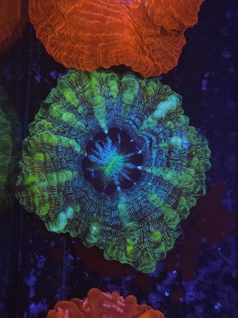 indophyllia - comprar online