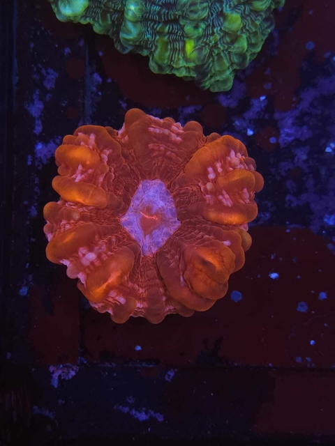 Cynarina Lacrymalis Roja - comprar online