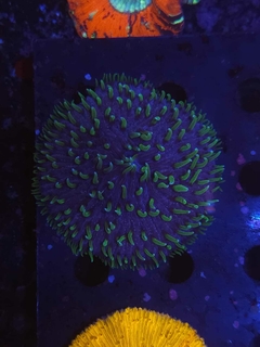 Fungia bicolor - comprar online