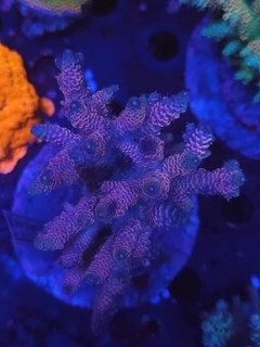Acropora Millepora Pink - comprar online