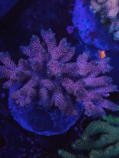 Acropora Millepora Pink - comprar online