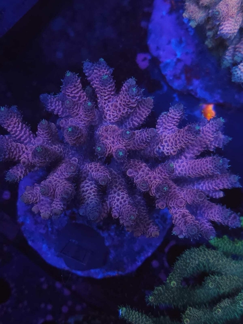 Acropora Millepora Pink - comprar online