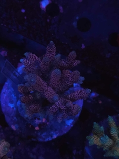 Acropora Millepora Red - comprar online