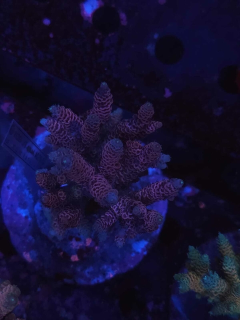Acropora Millepora Red - comprar online