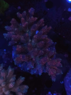 Acropora Millepora Red - comprar online