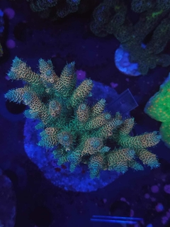 Acropora Millepora Rainbow - comprar online