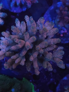 Acropora Millepora Pink - comprar online