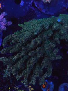 Acropora Millepora Wild Yellow - comprar online
