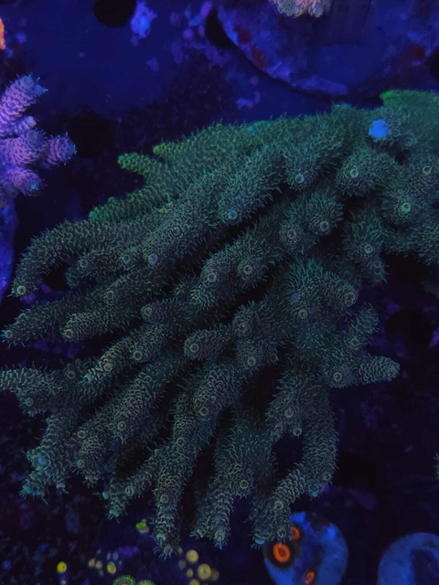 Acropora Millepora Wild Yellow - comprar online