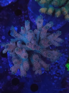 Acropora Millepora Pink - comprar online