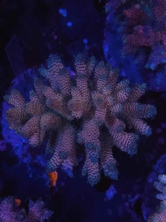 Acropora Millepora Pink - comprar online