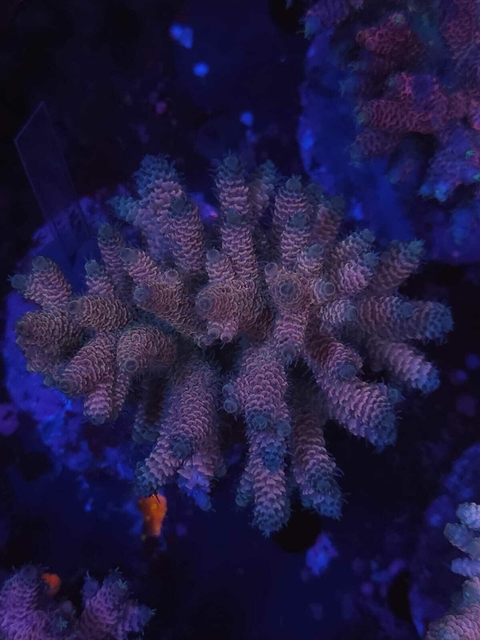 Acropora Millepora Pink - comprar online