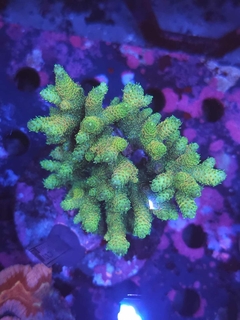 Acropora Millepora Rainbow - comprar online