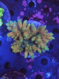 Acropora Millepora Rainbow - comprar online