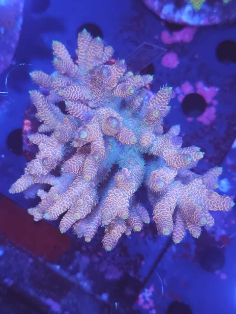 Acropora Millepora Pink - comprar online