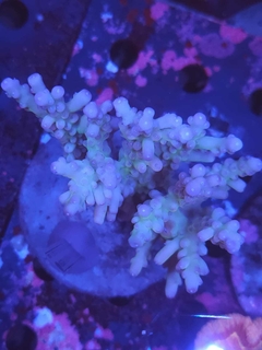 Acropora Granulosa - comprar online