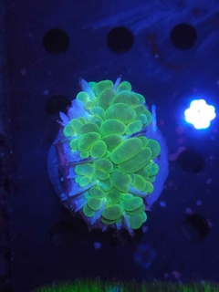 Plerogyra Sinuosa - comprar online